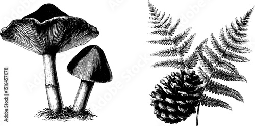 Engraved botanical illustrations of mushrooms, ferns, and pine cone for nature-inspired designs