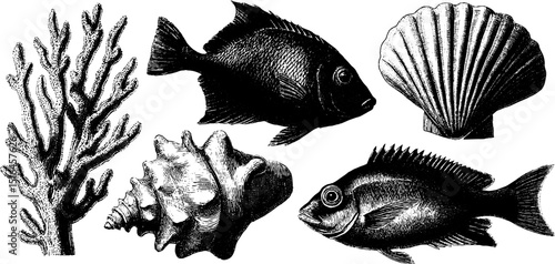 Vintage engraved illustration set of ocean coral and marine life elements for nautical design