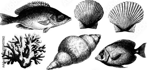 Vintage marine life illustration set featuring coral, fish, seashells, and ocean creatures