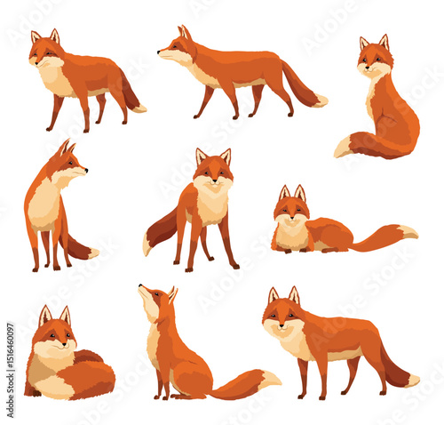 Red fox set. Funny character, forest mammal predator. Cartoon forest animal, mammal with cute emotions on faces. Orange fox, wildlife animal, isolated on white background