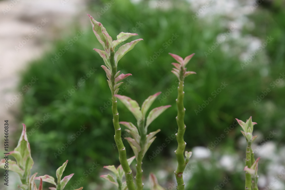 Pedilanthus tithymaloides or zigzag plant Pedilanthus tithymaloides or zigzag plant