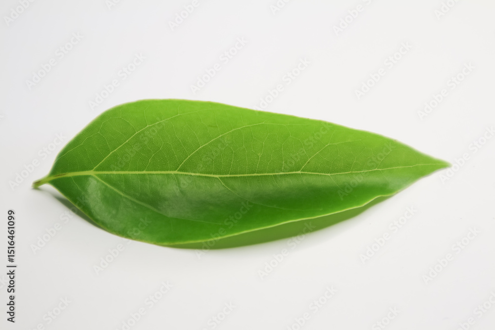 custom made wallpaper toronto digitalLeaf of Cinnamomum camphora tree on white background