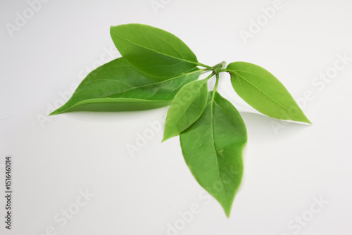 Leaf of Cinnamomum camphora tree on white background