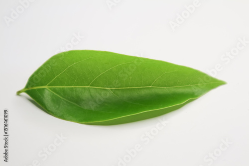 Wallpaper Mural Leaf of Cinnamomum camphora tree on white background Torontodigital.ca