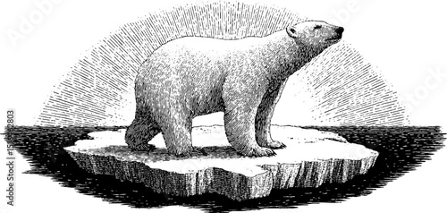Engraved arctic wildlife art featuring polar bear on ice floe for nature design