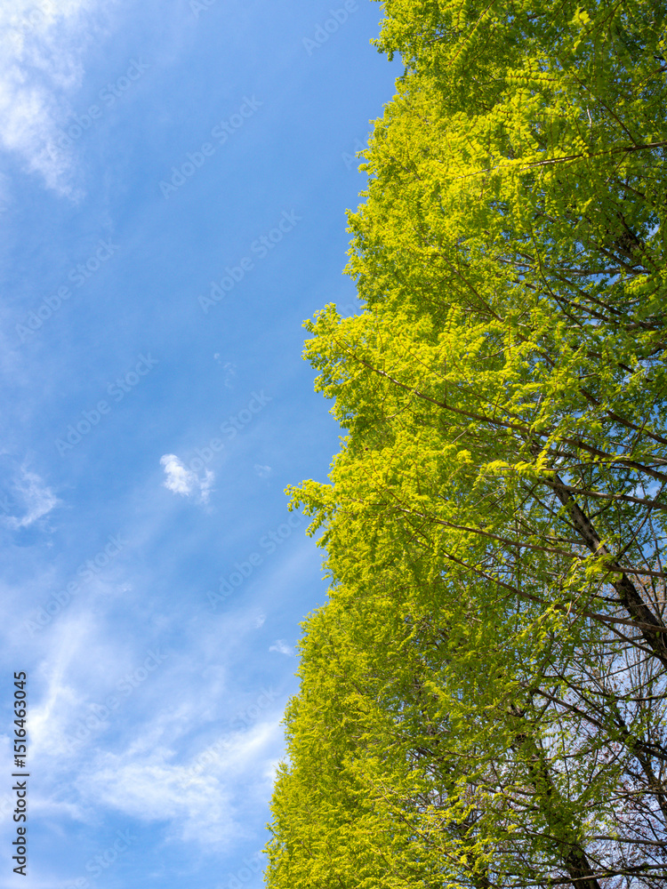 Fototapeta premium 空に映える明るい新緑｜Bright Green Leaves against the Sky
