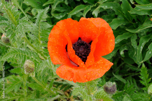 der Türkische Mohn
