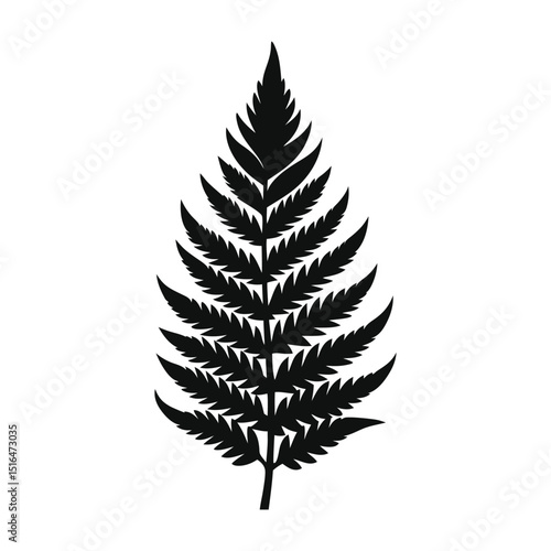 fern leaf isolated on white background