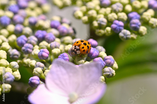 アジサイとナミテントウムシ