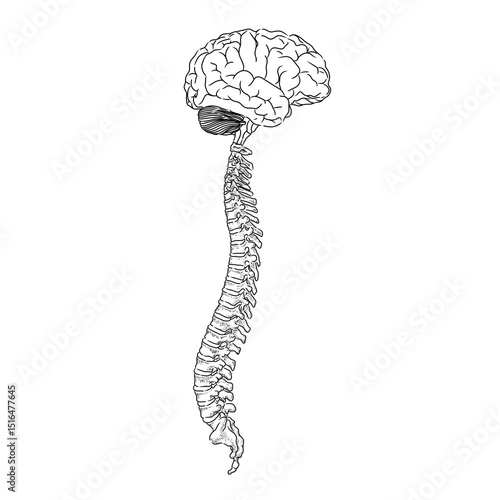Tableau sur toile Human spinal cord in black and white sketch form