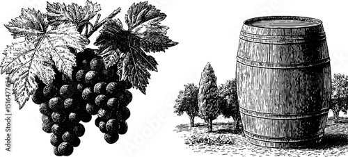 Vintage wine barrel and grape illustration for winery design