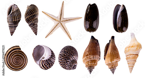 set of seashells isolated, collection of shells on transparent background. high quality png image