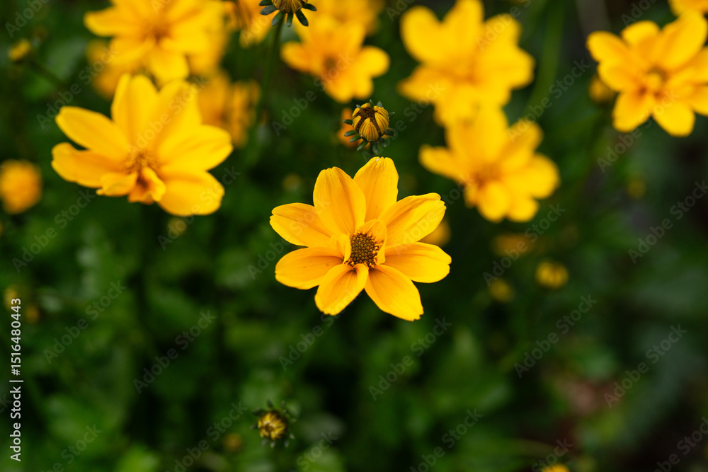 Obraz premium Macro view of yellow flowers in bloom