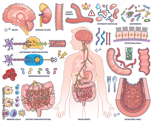 Gut-brain axis concept shows brain, intestines, and vagus nerve in a human outline, highlighting their communication. Outline style collection