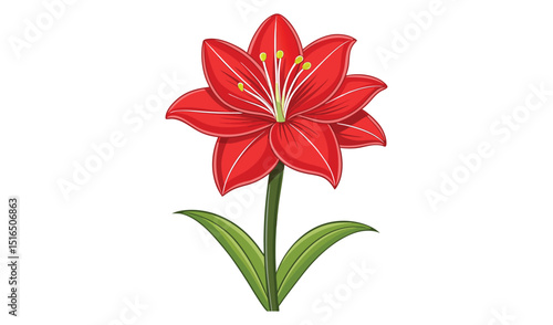 Red amaryllis flower isolated on white background