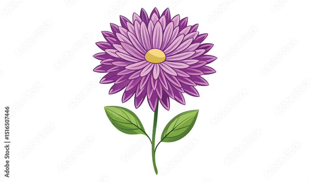 Purple aster flower with green leaves isolated on white background Purple aster flower with green leaves isolated on white background