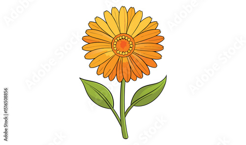 Orange flower with green leaves isolated on white background