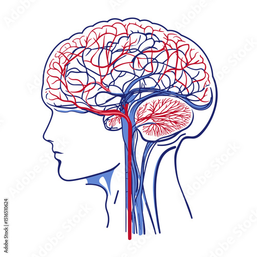 Detailed Anatomical Illustration of a Human Brain with Red Arteries and Blue Veins Isolated on White