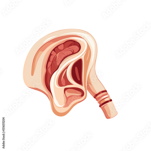 Detailed Anatomical Illustration of Human Ear with Inner Structures on White Background