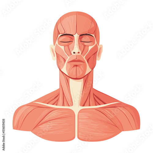 Detailed Anatomical Illustration of Human Head and Torso Muscles in Light Pink Shade on White Background for Medical Study