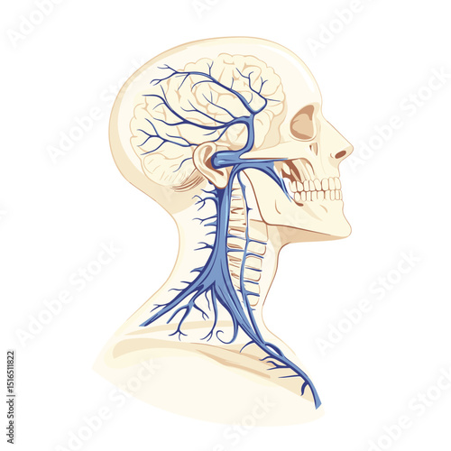 Detailed Anatomical Illustration of Human Head Veins and Nervous System in a Skeleton on White Background