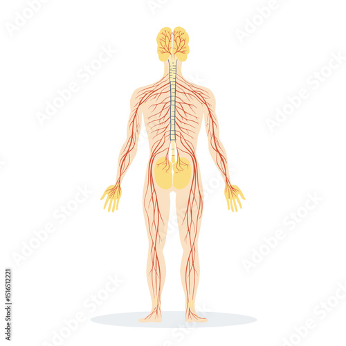 Detailed Anatomical Illustration of Human Nervous System Brain Spinal Cord and Nerves in Full Body on White Background