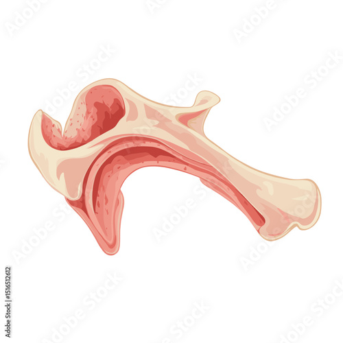 Detailed Anatomical Illustration of Pale Pink Bone Structure Against White Background for Medical Education and Anatomical Study