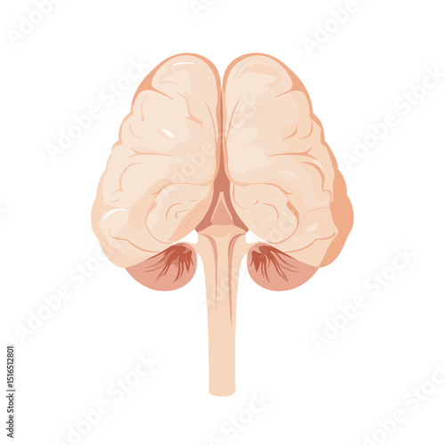 Anatomical Top View Illustration of a Human Brain Organ in Beige on White Background for Medical or Scientific Studies
