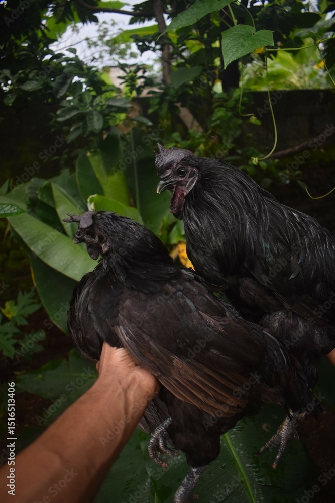 Fototapeta premium A person gently holds two striking, all-black chickens, likely Ayam Cemani, showcasing their unique dark plumage against a lush, green natural background.