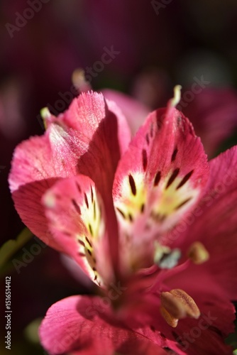 Pink alstroemeria flower close-up