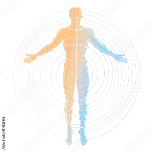 Abstract Human Body Illustration with Orange to Blue Gradient Over White Background Science and Future Concept