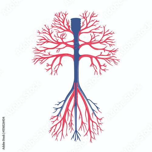 Anatomical Diagram of the Human Pulmonary System with Lungs Bronchial Tree and Blood Vessels in Red and Blue on White Background