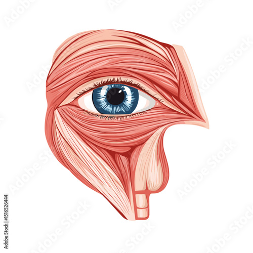 Anatomical Eye Structure Diagram Featuring Visible Muscles Blue Iris and Detailed Orbital Region on White Background