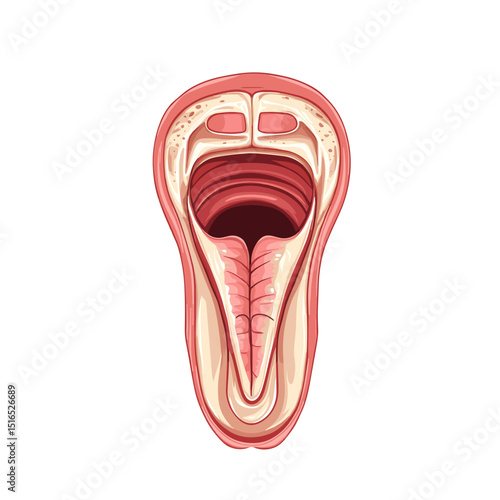 Anatomical Illustration of Esophagus and Throat Interior Body Structure Medical Science Health and Wellness Scientific Diagram in Detailed Internal Body Cross Section