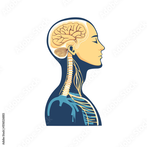 Anatomical Illustration of Human Brain and Nervous System Profile View on White Background Featuring Neural Pathways and Cranial Structure