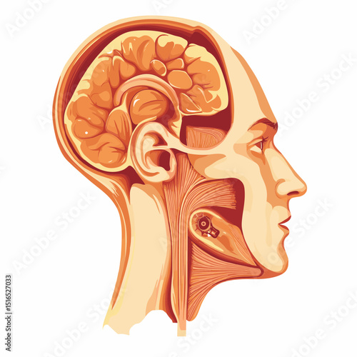 Anatomical Illustration of Human Head and Brain in Beige and Brown Internal Organ Diagram Medical Science Educational Artwork