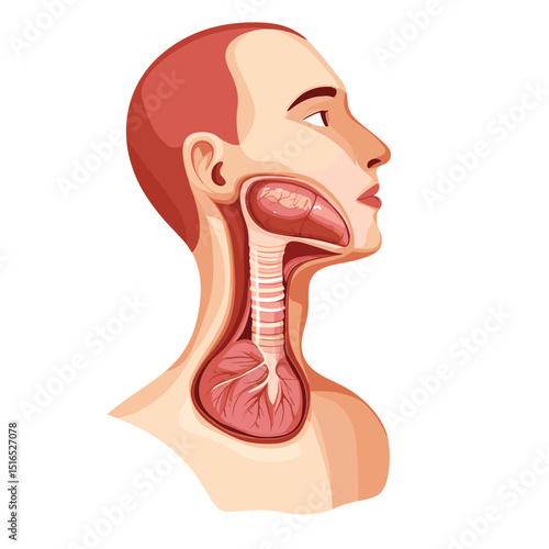 Anatomical Illustration of Human Head and Neck Featuring Throat Trachea and Esophagus with Detailed Internal Organ Structure