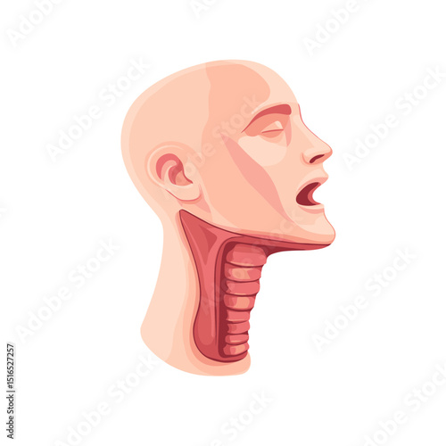 Anatomical Illustration of Human Head Showing Throat Structure and Medical Vocal Cords Details on a White Background