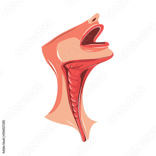 Anatomical Illustration of Human Head with Internal Organs Including the Mouth Throat and Esophagus in a Detailed Cutaway View on a White Background