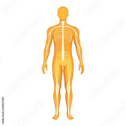Anatomical Illustration of Human Nervous System Showing Nerves Structure and Pathway on Figure with White Background Medical Science Illustration