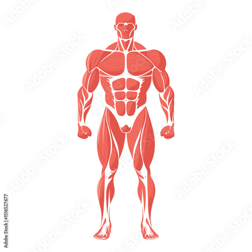 Anatomical Illustration of Muscular Male Figure in Salmon Color Tone on White Background Depicting Health and Fitness