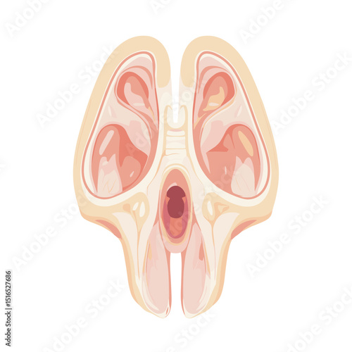 Anatomical Illustration of Nasal Cavity and Sinuses Cross Section Showing Human Respiratory System Diagram with Peach and Tan Colors on White Background
