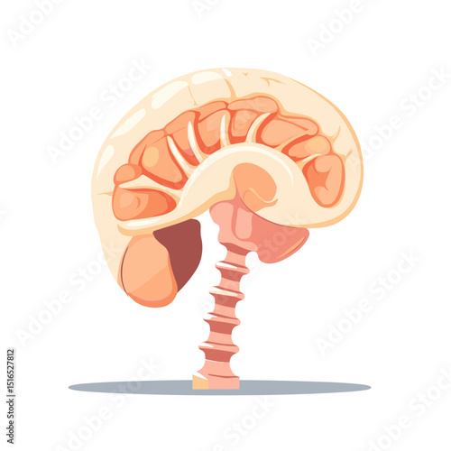 Anatomical Kidney Illustration in Light Beige and Pink Hues Medical Visualization of Renal Structure on Clean White Background