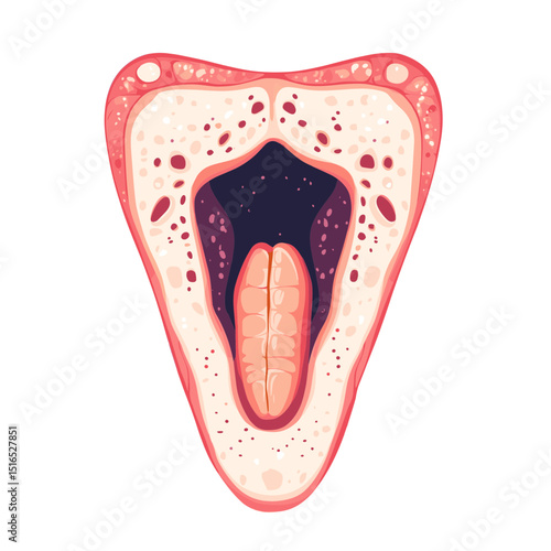 Anatomical Mouth and Throat Illustration with Pink Hues Medical Cross Section of the Human Vocal System Depicting Health and Physiology