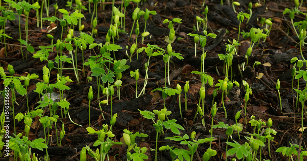 Obraz premium Close-up of tree seedlings,Close-up of several young seedlings growing on rich black soil with rain dew on green bokeh background. World Earth Day concept.