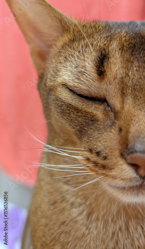 Φωτογραφία Heartbreaking portrait of injured Abyssinian cat with severely swollen eye and f