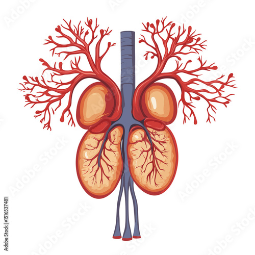 Anatomical Illustration of Human Lungs in Brown and Red with Blue Trachea on White Background