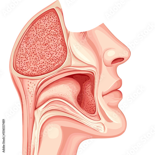 Anatomical Illustration of Human Nasal Cavity and Sinuses in Detailed Cutaway View Showing Structure and Tissue