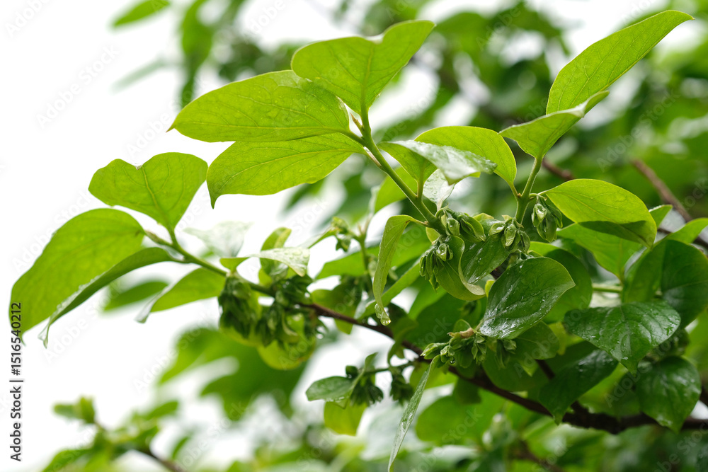 Obraz premium Persimmon tree awakens in quiet spectacle of delicate beauty in soft glow of spring sun. Bell-shaped blossoms blush of pale green. Moment of spring gentleness meets the quiet strength of the earth.