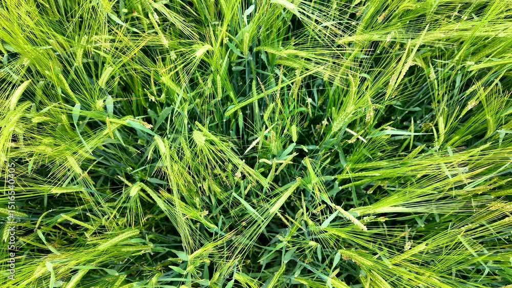 The camera zooms in on a field of rye. The camera zooms in on a field of rye.